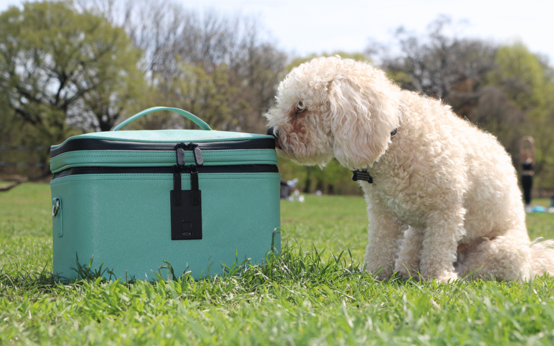 Safe Cannabis Storage at Home: What Pet Parents Need to Know 